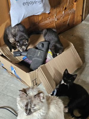 Ragdoll Mix Kätzchen such ein Zuhause 