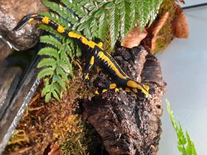 Verkauf Feuersalamander, Salamandra S. Terrestris Nachzucht