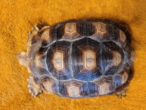 2 Spornschildkröten
