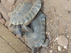 Breitandschildkrötenfamilie