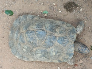 Breitrandschildkröten