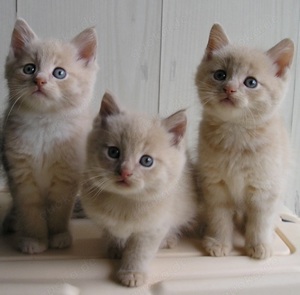 Kleine Kater Kitten BKH-Mix Katzenbabys