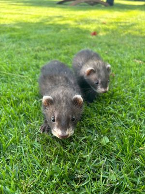 2 Frettchen Rüden in schwarz 