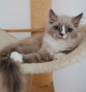 1 Ragdoll Mädchen ist noch frei. Kitten Babies Katze 