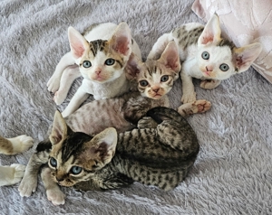 Zuckersüße Kitten, Babykatzen