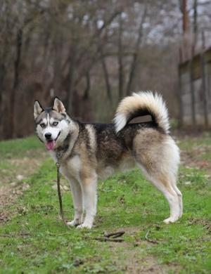 Huskymix *YOSHI* - er sollte zu entsprechend erfahrenen Menschen. 