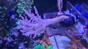 Meerwasser Korallen Litophyton Weichkoralle