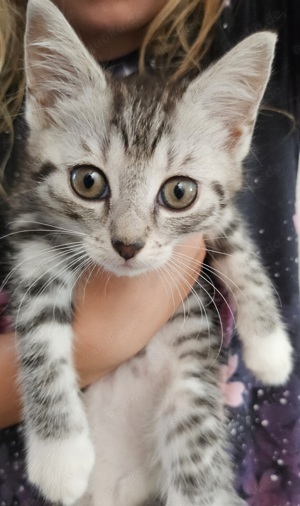 Maine coon mix kitten 