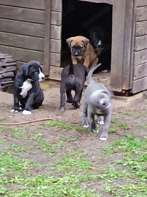 Boxerdorwelpen liebevoll .aufgezogen in tollen Farben