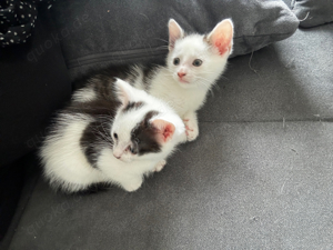 Kitten Babykatzen in liebevolle Hände abzugeben