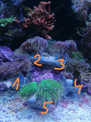 Meerwasser Korallen Euphyllia 