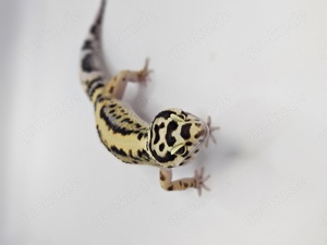 Eublepharis macularius Leopardgecko Boldstripe Bandit 1.0 Männchen