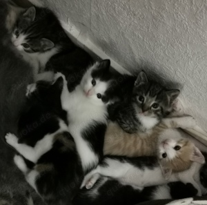 Katzenbabys Suchen bald ein schönes Zuhause 