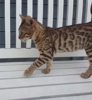 Wunderschöne Reinrassige Bengal Kätzchen 