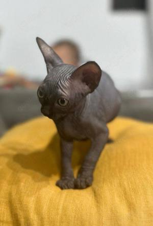 Männliche und weibliche Kanadische Sphynx Kätzchen