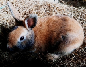 Kaninchen sucht ein schönes neues Zuhause 