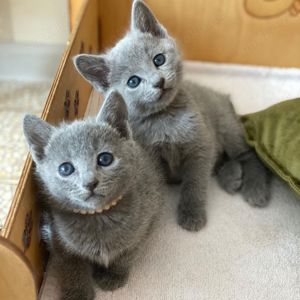Russisch Blau Kitten mit Stammbaum