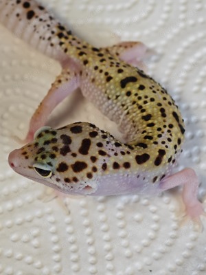 Leopardgecko 0.1 W&Y Mack Snow Eclipse ( pet Only)