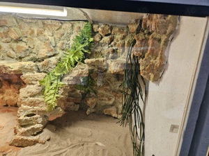 Terrarien Anlage Inkl Rückwand und Technik