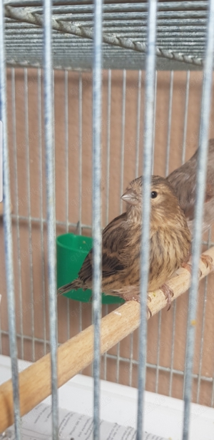 Mischling aus Hänfling und Kanarienvogel 