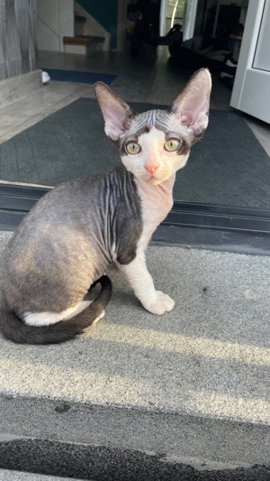 Verschmuste Devon Rex Kitten. Abholbereit, Reinrassig. 