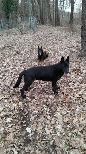 Schwarze Schäferhund Dame zu verkaufen.