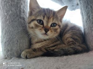 BKH Mix Kitten suchen ein neues Zuhause 