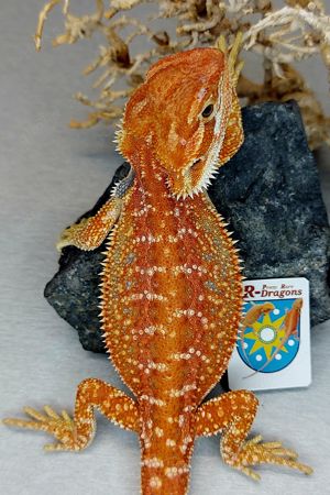 1.0 hypo Genetic Stripe Dunner 66% het trans 50% het witblits Bartagame pogona vitticeps 