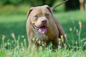 American Bully welpen 