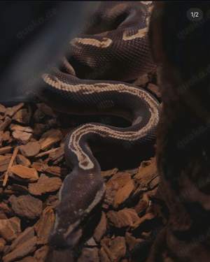 Königspython 1.0 Mojave GHI het Lavender Albino