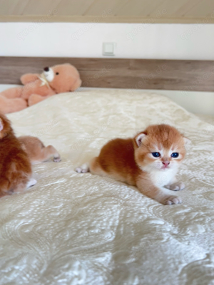 Reinrassige Bkh kitten in Black Golden Tabby, Shell und Shaded Kätzchen Katze Kater Gold Britisch