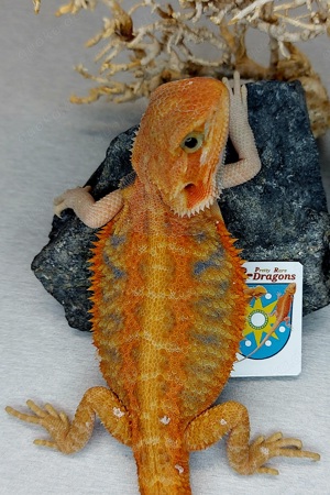 1.0 hypo trans 50% het witblits Bartagame pogona vitticeps 