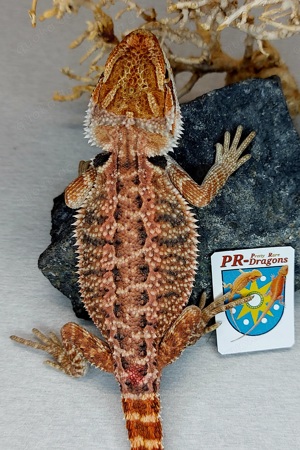 0.1 het hypo 66% het trans 50% het witblits Bartagame pogona vitticeps 