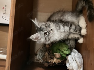 Maine Coon Kitten, Katzenbabys 