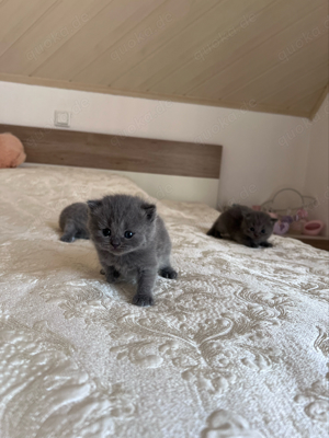Reinrassige Bkh kitten grau blau Kätzchen Katze Kater britisch Kurzhaar