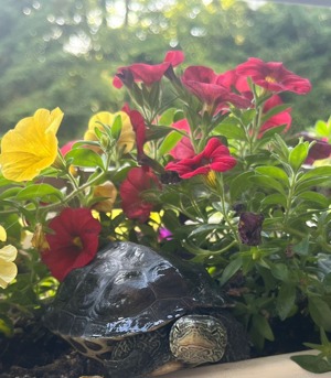 Zwei Wasserschildkröten suchen ein neues zu Hause