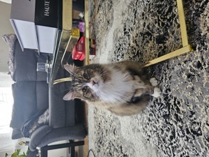 Main Coon Mix