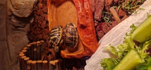Liebevolle Schildkröte sucht ein neues Zuhause