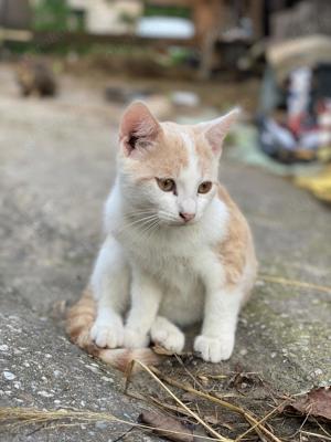 Lieber Kater, Babykatzen abzugeben 