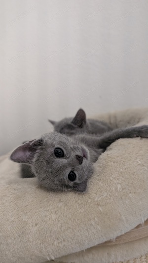 Russisch Blau Kitten Katze - 1 noch frei Bild 4