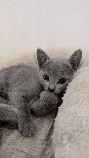 Russisch Blau Kitten Katze - 1 noch frei Bild 5