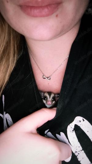 Sugar Glider Geschwister 