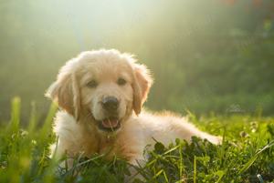 Golden Retriever Welpen mit Stammbaum