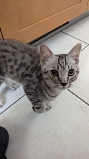 Bengal Kater 