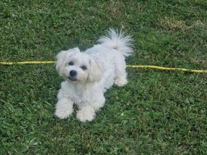 Malteser Bichon Welpen "Kleiner Teddy" aus Hobbyzucht, Rüde