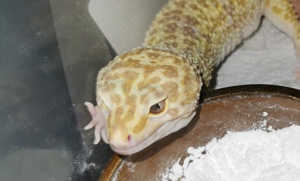 Giant Leopardgecko Männchen 