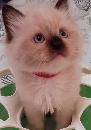 Ragdoll Kitten 