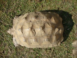 Centrochelis sulcata 