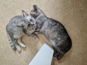 2 Kitten Abgabebereit