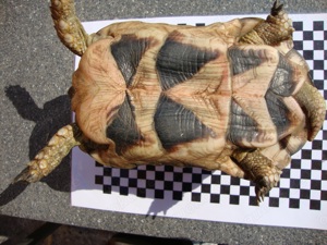 Testudo marginata (Breitrandschildkröte)